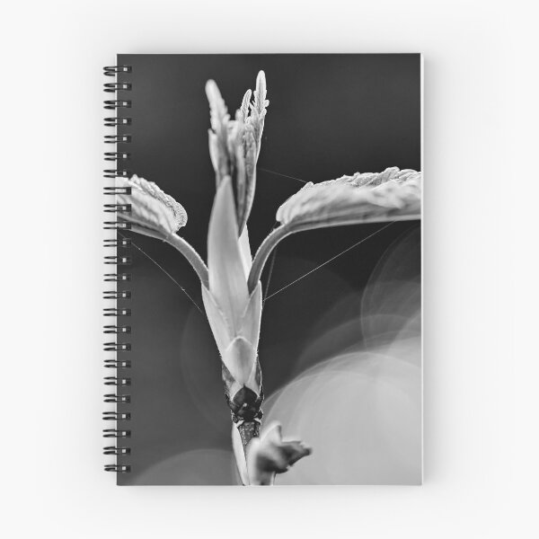 Artikelvorschau, Monochromer Bergahorn-Schössling entworfen und verkauft von VnGphoto.