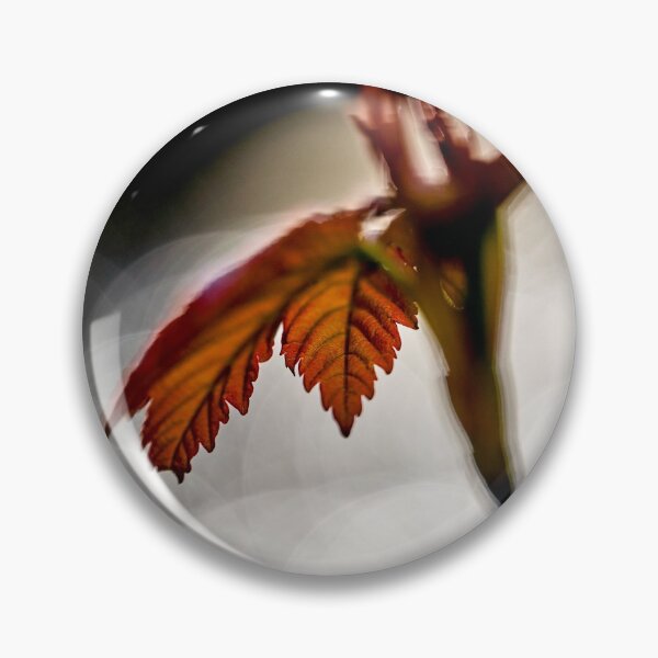 Item preview, Sycamore Sapling designed and sold by VnGphoto.