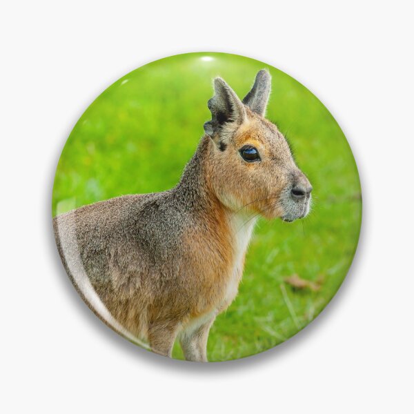 Item preview, Mara on the alert designed and sold by Dalyndigital Photography.