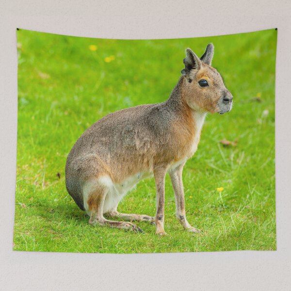 Item preview, Mara on the alert designed and sold by Dalyndigital Photography.