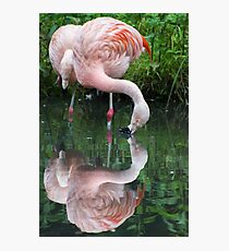 Zaphod Flamingbrox Photographic Print