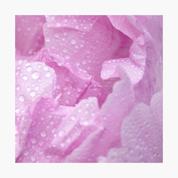 Item preview, Pink rose petals in the rain designed and sold by Yogawoman.