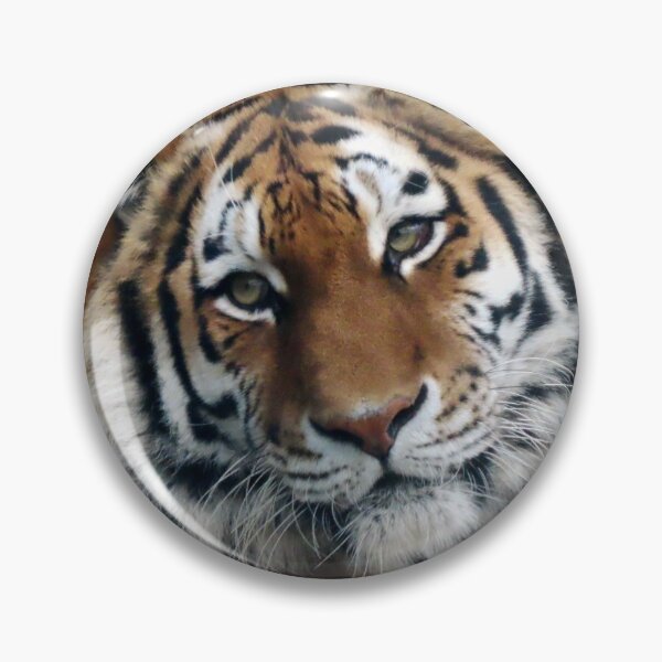 Item preview, A Beautiful Amur Tigress designed and sold by Karen Thomson.