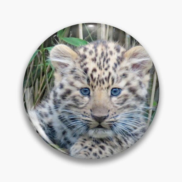 Item preview, A Stunning/Gorgeous Amur Leopard Cub designed and sold by Karen Thomson.