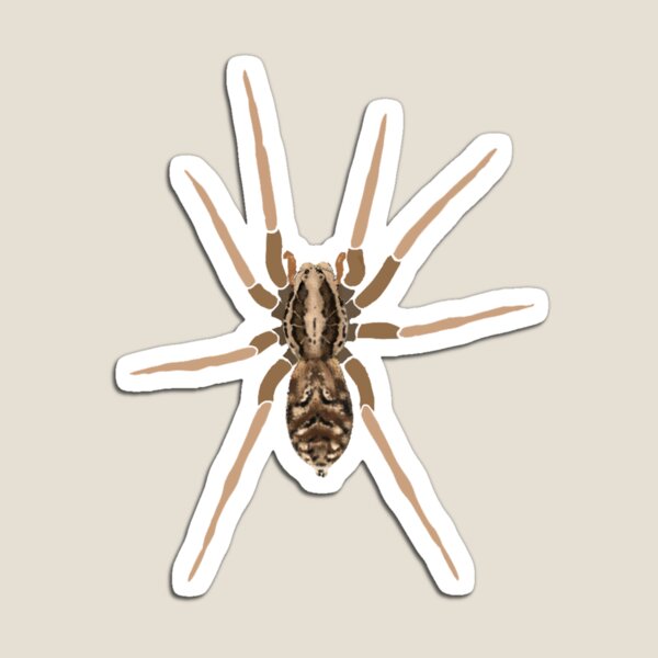 Wolf spider Magnet