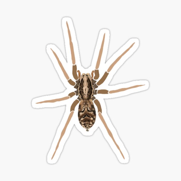 Wolf spider Sticker
