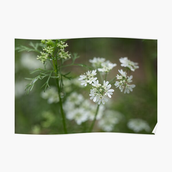 Cilantro in Bloom Poster