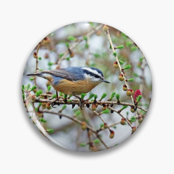 Item preview, Nuthatch In The Tamarack designed and sold by Deb Oppermann.