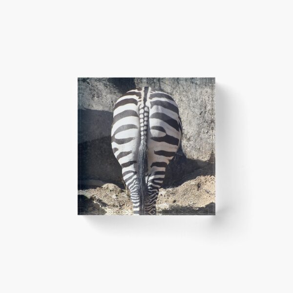 Item preview, Zebra at the Maryland Zoo designed and sold by Zoo and Nature Photography by Karie.