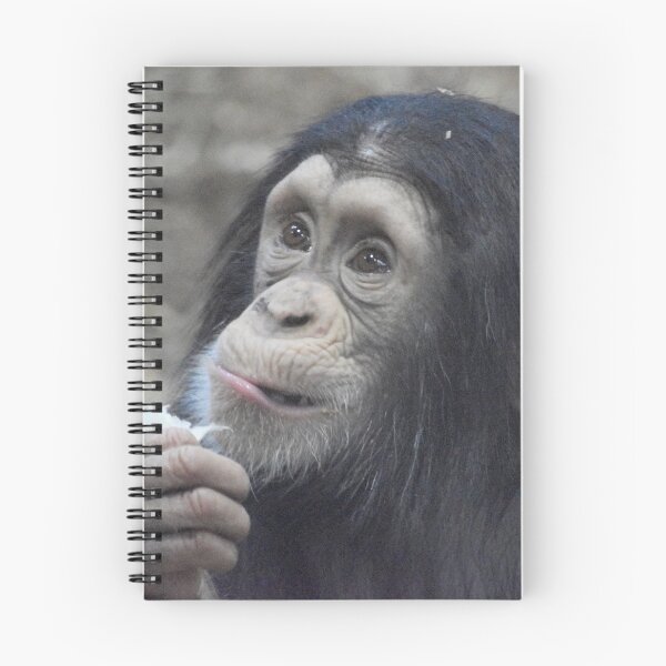 Item preview, Infant Chimpanzee Lola at the Maryland Zoo designed and sold by Zoo and Nature Photography by Karie.