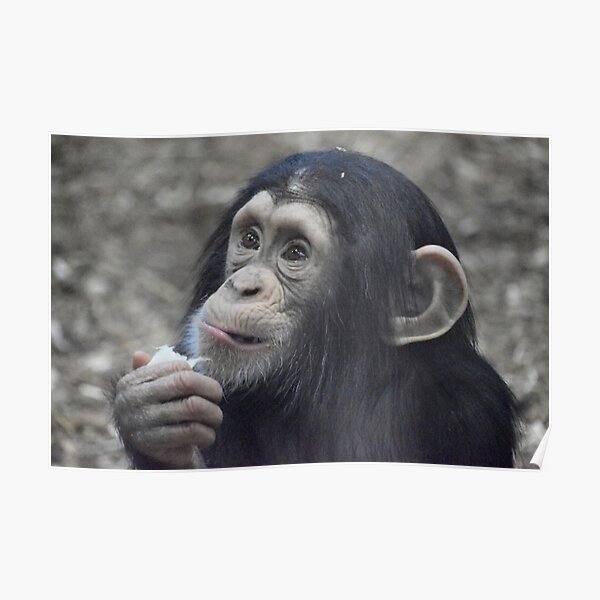 Cute Baby Chimp Posters Redbubble