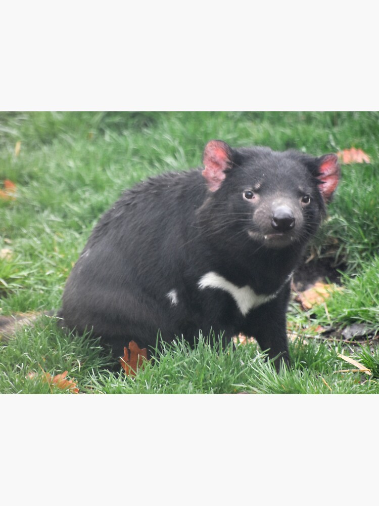 "Tasmanian Devil at the Columbus Zoo" Sticker for Sale by kariek17