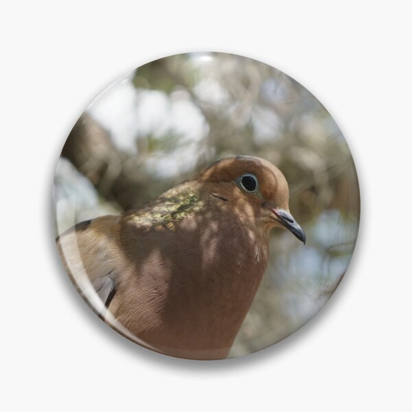 Item preview, mourning dove cooing in live oak designed and sold by distracted.