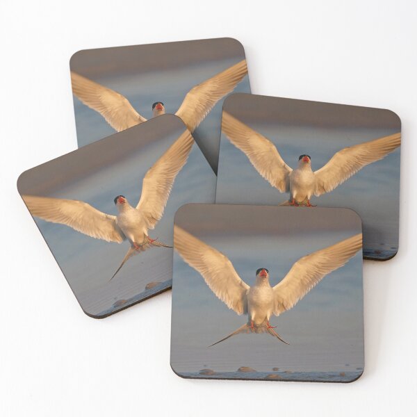 Item preview, Common Tern  designed and sold by Anthony Goldman.