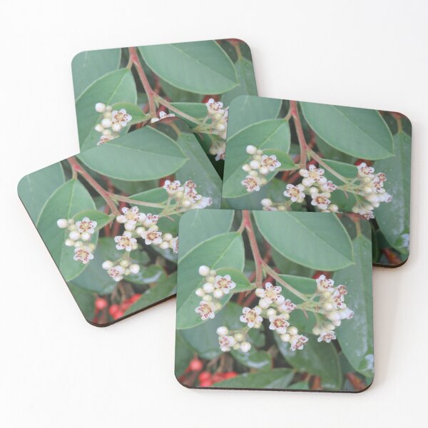 Item preview, Cotoneaster flowers designed and sold by greentiger1.