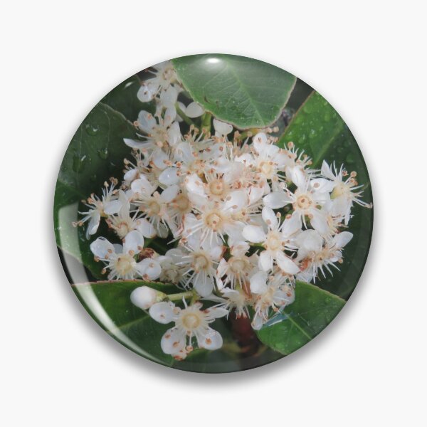 Item preview, Photinia flowers designed and sold by greentiger1.