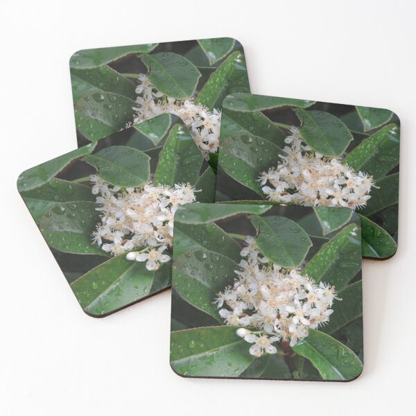 Item preview, Photinia flowers designed and sold by greentiger1.