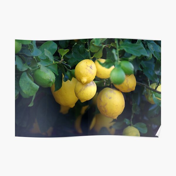 What a lovely bunch of lemons Poster