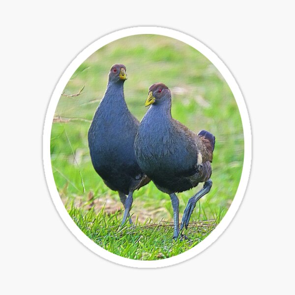 D1G1TAL-M00DZ ~ Piyura UG744QNH Pair by David Irwin tasmanianartist NOT FOR FAN ART!!! Sticker