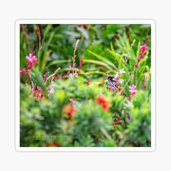 Item preview, New Holland Honeyeater iPhone Wallet designed and sold by Dave Catley.