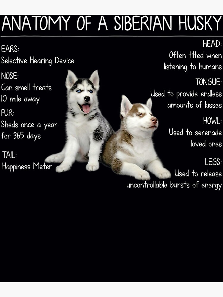 Alaskan Husky 10 Facts About Huskies Alaskan Husky Puppy