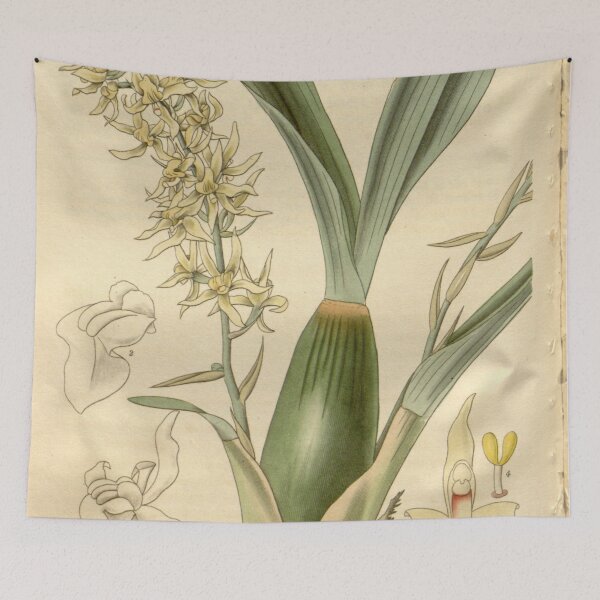 Item preview, Gomesa foliosa (as Pleurothallis foliosa) Curtis' 54 (N.S. 1) pl. 2746 (1827) designed and sold by EsotericBotanic.