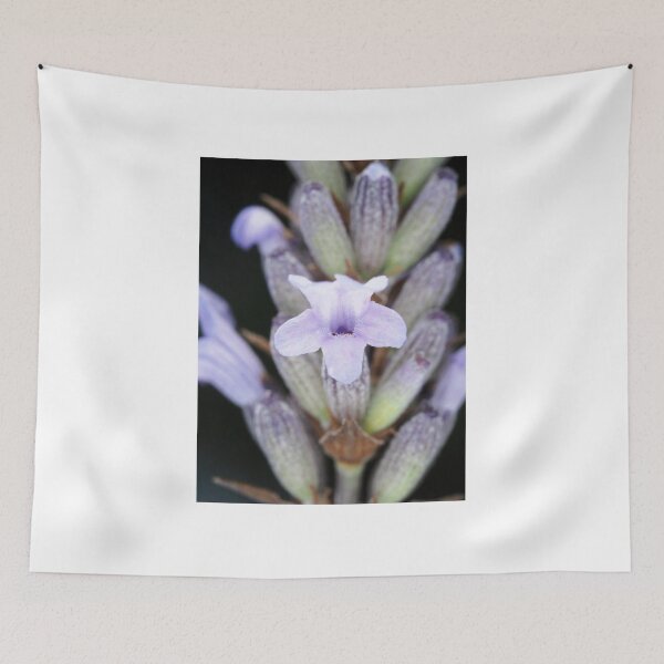 Item preview, Macro shot of lavender flower designed and sold by SDym Photography.
