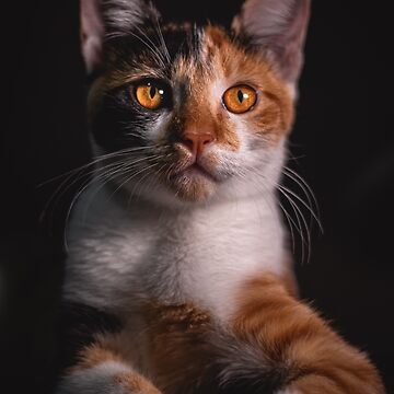 Artwork thumbnail, Boss cat by Zachlogic