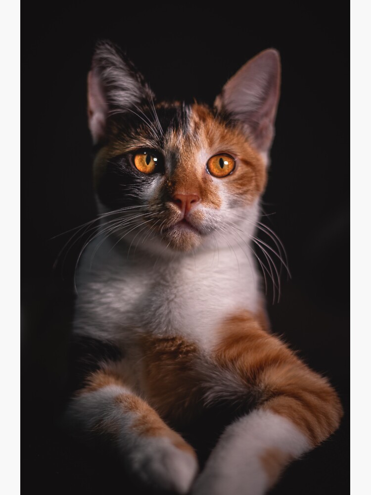 Thumbnail 3 of 3, Sticker, Boss cat designed and sold by Semapemodiba.