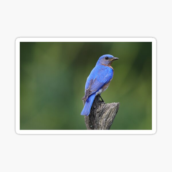 Eastern Bluebird Sticker