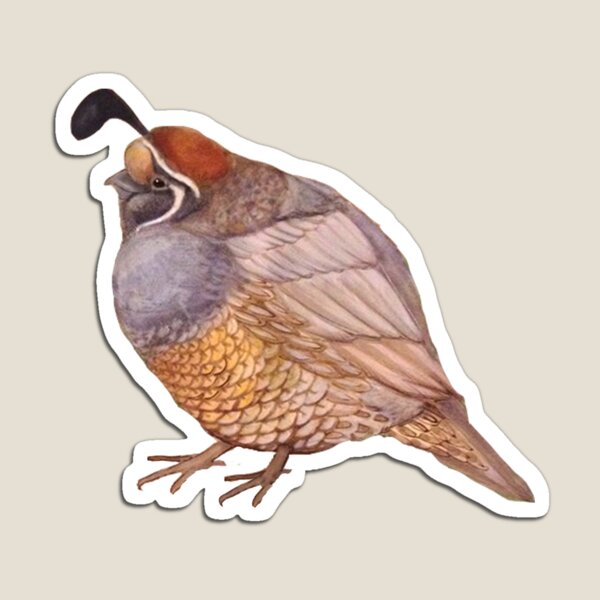 California Quail Magnet