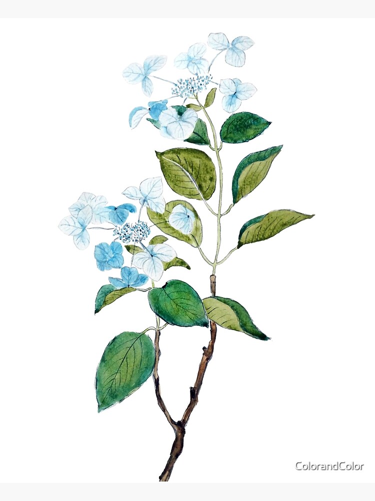 Tarjetas de felicitación «flores de hortensia azul vintage» de  ColorandColor | Redbubble