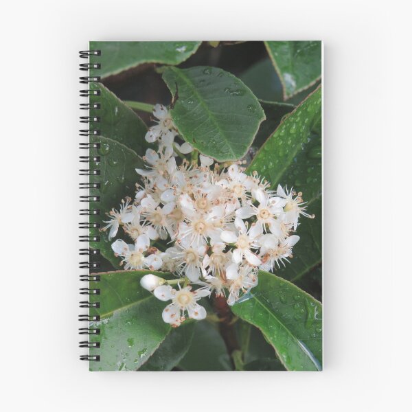 Item preview, Photinia flowers designed and sold by greentiger1.