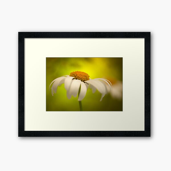 Daisy Daisy Framed Art Print