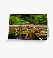 The Lilly Pond Greeting Card