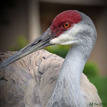 Sandhill Crane (Grus Canadensis) Illustration Wall Art, Canvas