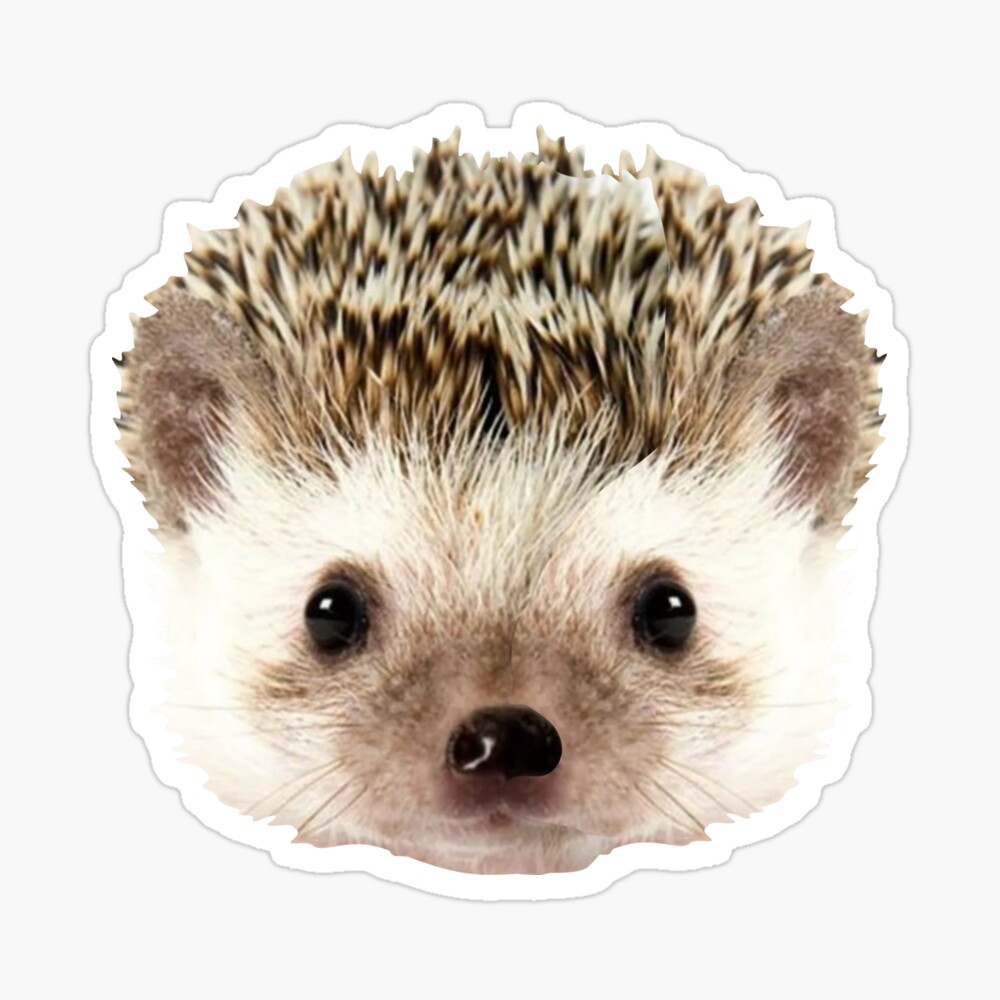 Hedgehog Face Funny Hair Cut Cute  Poster for Sale by alenaz