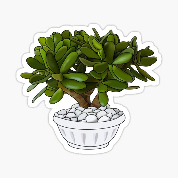 "Jade House Plant Collection" Sticker for Sale by laurasgallery Redbubble
