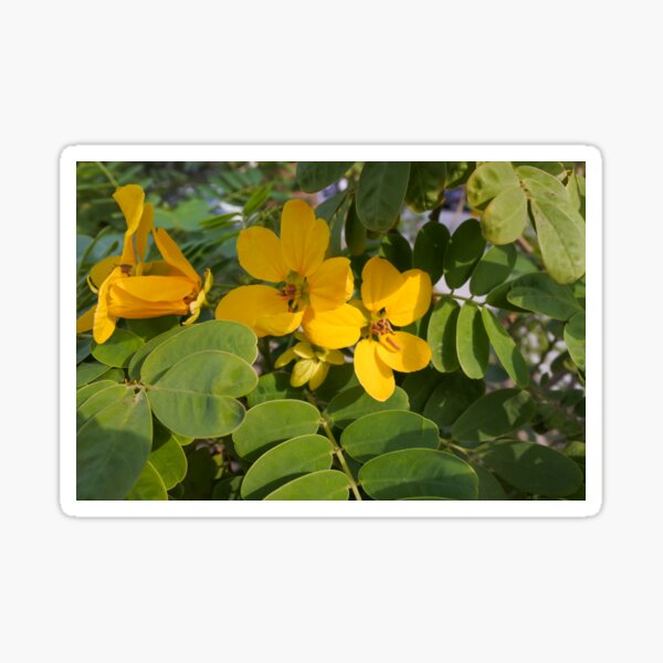 Item preview, Port Royal senna blooms designed and sold by PhotogDeb.