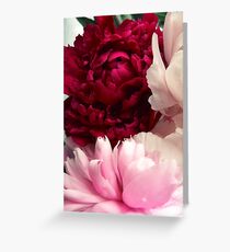 flowers peonies Greeting Card
