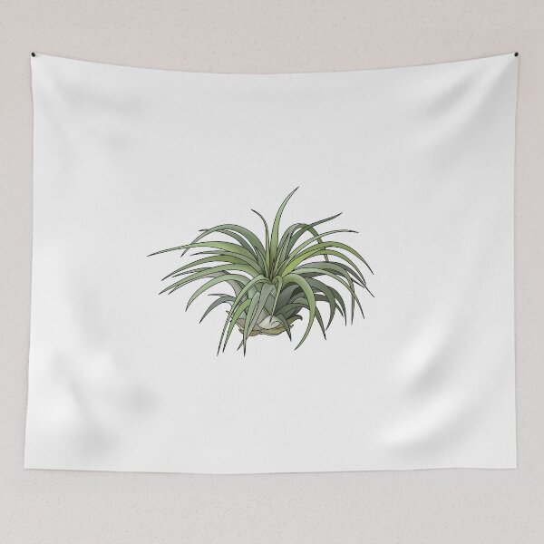 Item preview, Tillandsia House Plant Collection designed and sold by laurasgallery.