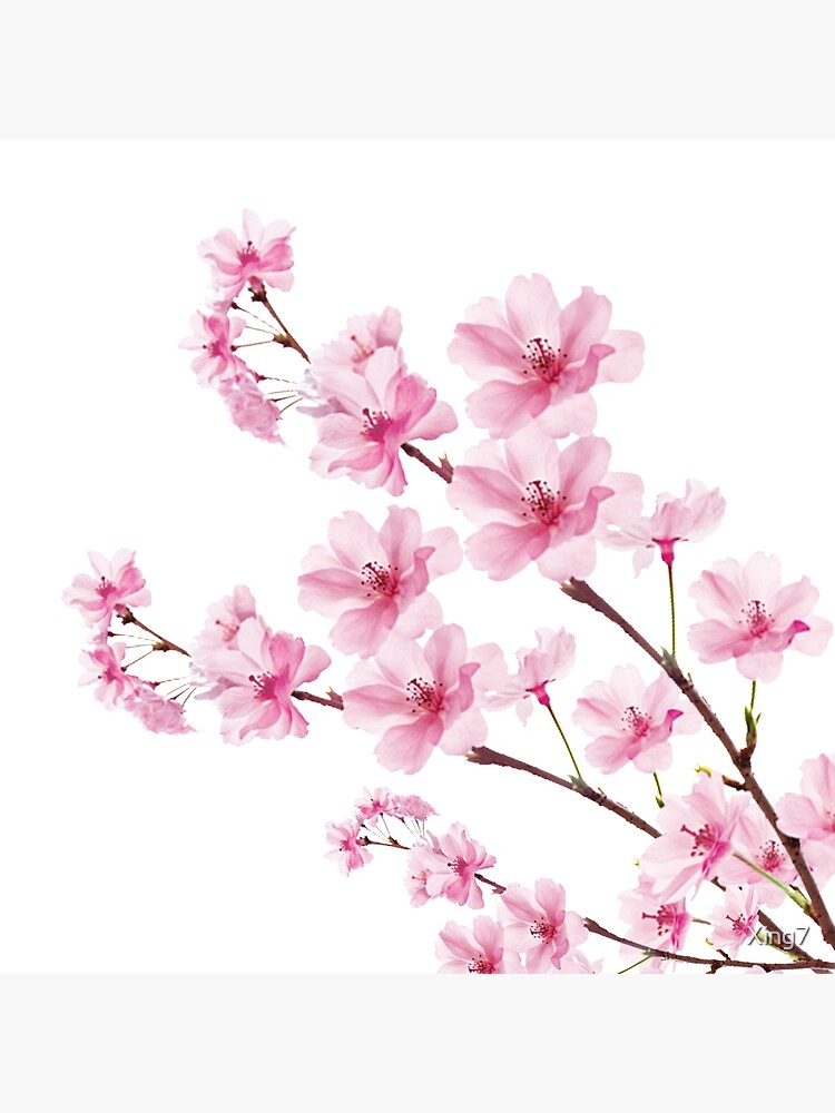 Sakura Cherry Blossom by Xing7
