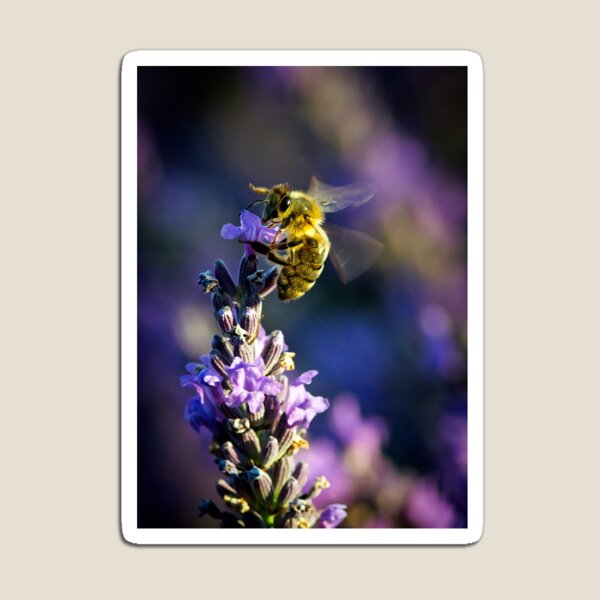 honey bee on lavender Magnet