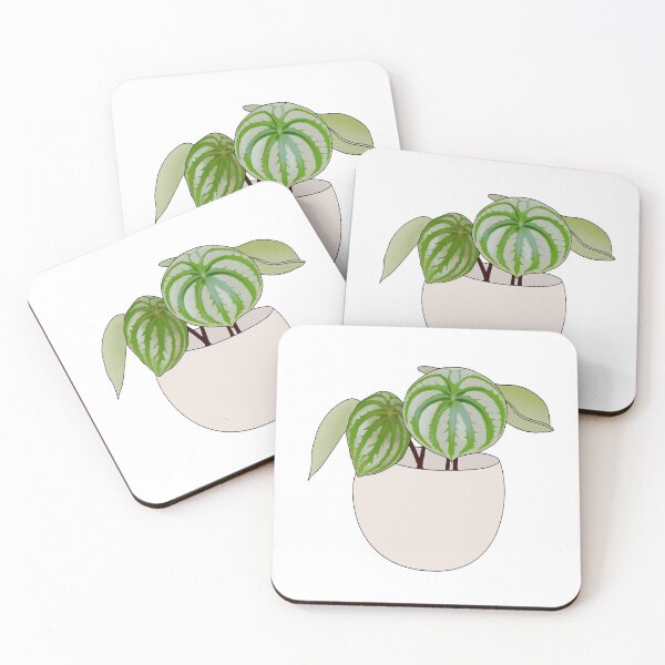 Item preview, Watermelon Peperomia Plant Collection designed and sold by laurasgallery.
