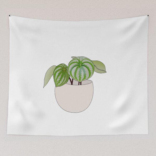 Item preview, Watermelon Peperomia Plant Collection designed and sold by laurasgallery.