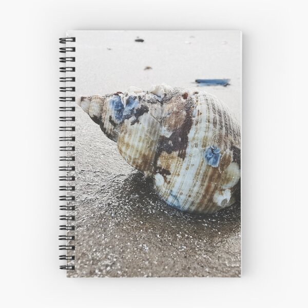 Item preview, Sea Shell designed and sold by neilirving.