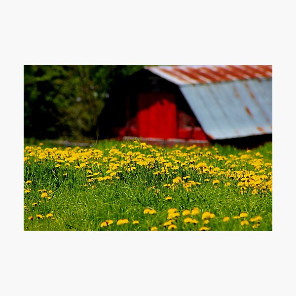 Who Needs a Yellow Brick Road Photographic Print