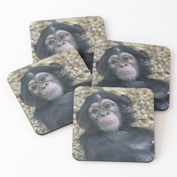 Item preview, Maisie the Baby Chimp at the Maryland Zoo designed and sold by Zoo and Nature Photography by Karie.