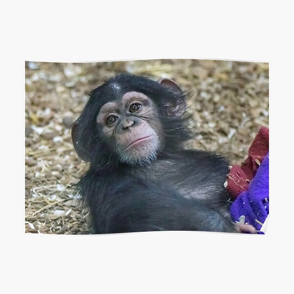 Cute Baby Chimp Posters Redbubble