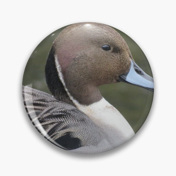 Item preview, Northern Pintail designed and sold by Monica-Stroud.